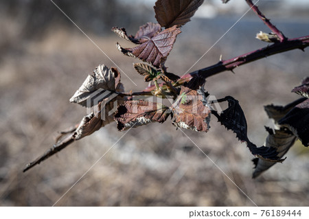 A close-up picture of a thorn bush branch. Dry red leaves. Picture from Malmo, Sweden 76189444