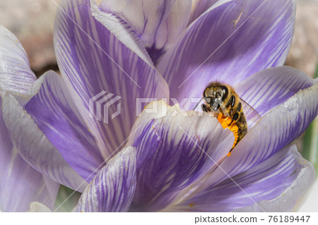 A macro photo of a bee on a purple flower with orange pistil and stamen. Purple blurry background. A macro photo of a bee on a purple flower with orange pistil and stamen. Purple blurry background. 76189447
