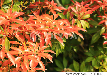 Red new leaves of Japanese andromeda 76190479