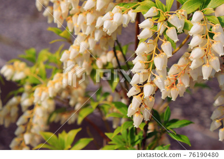 White Japanese andromeda (Japanese andromeda) flower that blooms like a bell 76190480