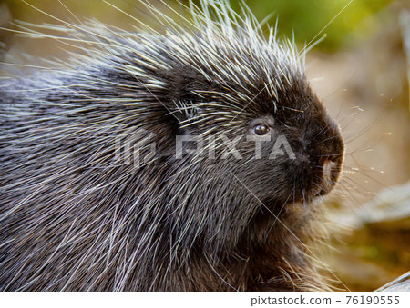 Porcupine Close up 76190555