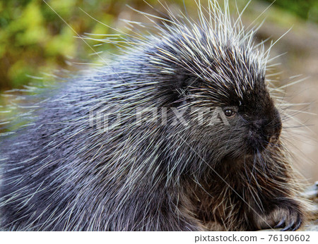 Porcupine Close up 76190602