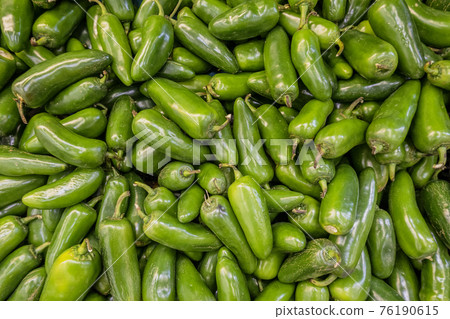 Green pablano chilis in a pile ready for sale Green pablano chilis in a pile ready for sale 76190615