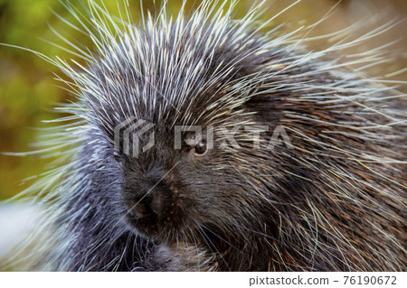 Porcupine Close up Porcupine Close up 76190672