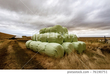 Bales of hay bundled ready for transport to barn 76190751