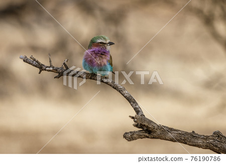 Lilac Breasted Roller sits on a tree branch 76190786