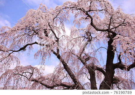 2021 Miharu Town Yasouchi Kamon Sakura 76190789