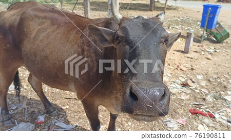 Indian cow face staring 76190811