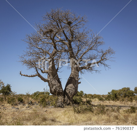 Baobab trees stand solitary in the desert 76190837