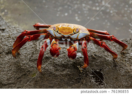 Sally Lightfoot Crab on Rock 76190855