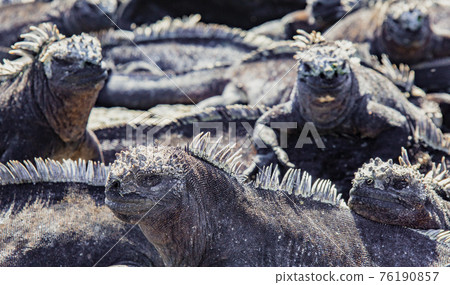 Marine Iguanas Sunning on Rock 76190857
