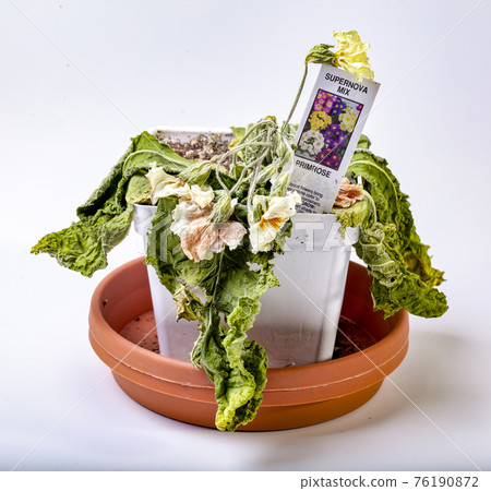 Dead Primrose Flower in Pot Dead Primrose Flower in Pot 76190872