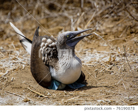 Blue footed booby sits on eggs 76190878