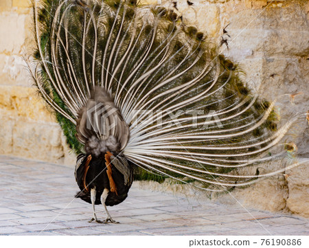 Peacock begins to expand its tail by shimmering and shaking 76190886
