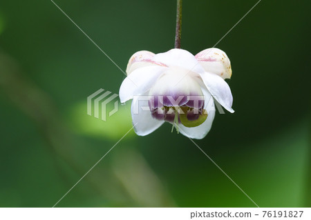 Renge潑花 Renge潑花 76191827