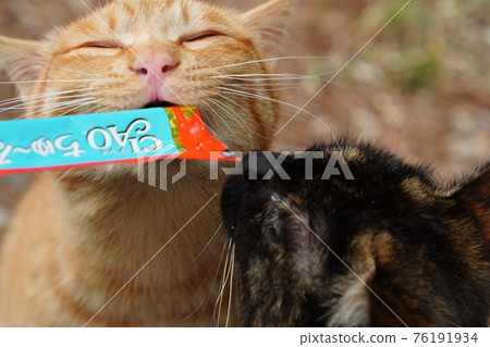 Three kitten brothers of stray cats who are separated from their parents eat rice together Three kitten brothers of stray cats who are separated from their parents eat rice together 76191934