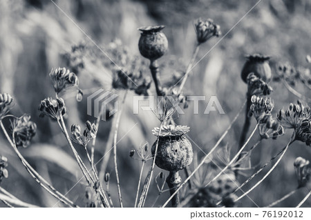Ripe dry poppy heads in the field among dill. 76192012