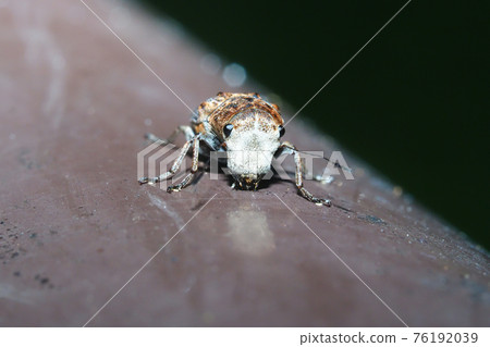 象鼻蟲象鼻蟲（女） 76192039