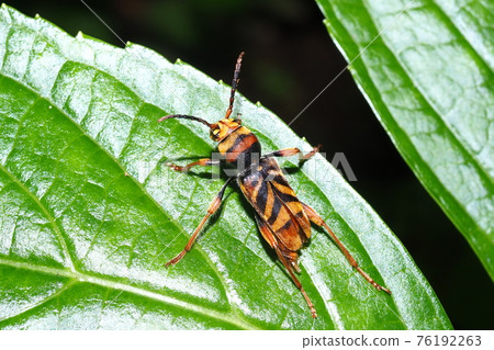 Torakamikiri Torakamikiri 76192263