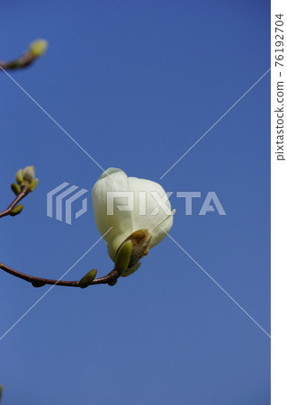 Shiraki lotus flower Shiraki lotus flower 76192704