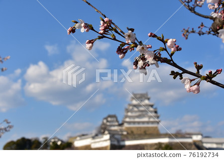 Himeji City, Hyogo Prefecture, Japan Himeji Castle, a World Heritage Site and a national treasure, spring cherry blossoms, blue sky and a magnificent castle tower 76192734