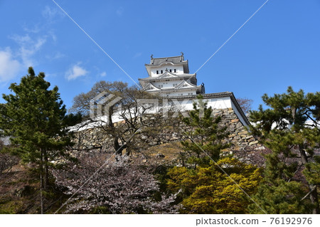 Himeji City, Hyogo Prefecture, Japan Himeji Castle, a World Heritage Site and a national treasure, spring cherry blossoms, blue sky and a magnificent castle tower Himeji City, Hyogo Prefecture, Japan Himeji Castle, a World Heritage Site and a national treasure, spring cherry blossoms, blue sky and a magnificent castle tower 76192976