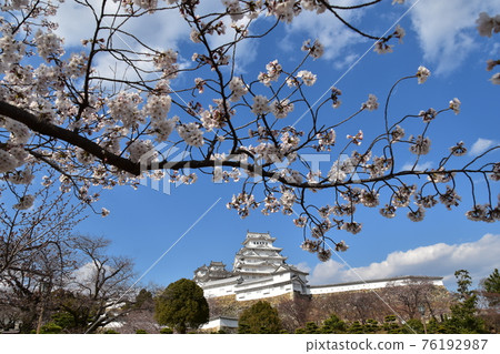 Himeji City, Hyogo Prefecture, Japan Himeji Castle, a World Heritage Site and a national treasure, spring cherry blossoms, blue sky and a magnificent castle tower Himeji City, Hyogo Prefecture, Japan Himeji Castle, a World Heritage Site and a national treasure, spring cherry blossoms, blue sky and a magnificent castle tower 76192987