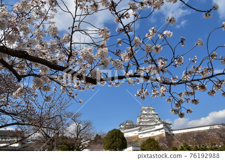 日本兵庫縣姬路市姬路城,世界遺產和國寶,春天的櫻花,藍天和宏偉的城堡塔 日本兵庫縣姬路市姬路城,世界遺產和國寶,春天的櫻花,藍天和宏偉的城堡塔 76192988