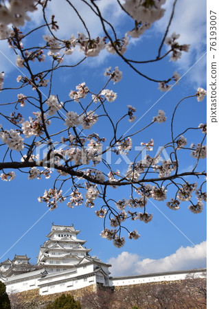 Himeji City, Hyogo Prefecture, Japan Himeji Castle, a World Heritage Site and a national treasure, spring cherry blossoms, blue sky and a magnificent castle tower Himeji City, Hyogo Prefecture, Japan Himeji Castle, a World Heritage Site and a national treasure, spring cherry blossoms, blue sky and a magnificent castle tower 76193007