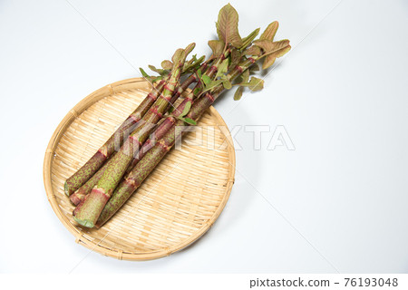 Japanese knotweed material 76193048