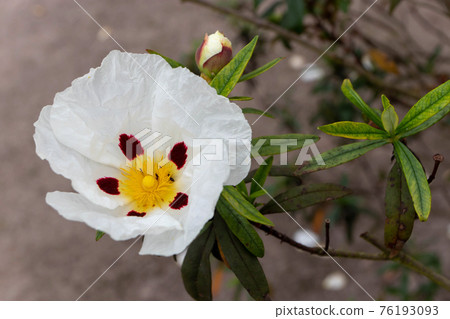 Cistus ladanifer brown-eyed flower and leaves 76193093