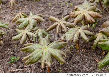 Podophyllum peltatum plants in the garden 76193094