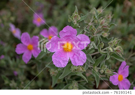 Cistus albidus or grey-leaved cistus flowering plant Cistus albidus or grey-leaved cistus flowering plant 76193141