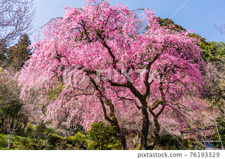 Red branch cherry-blossoms 76193329