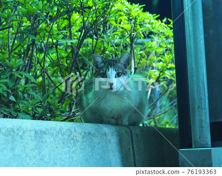 一隻貓在夜間通過公用電話看這裡 2 76193363