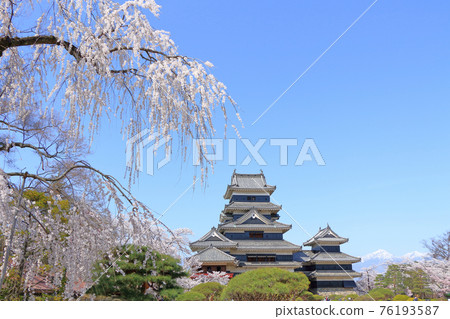 櫻花盛開的春天國寶松本城 76193587