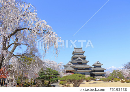 櫻花盛開的春天國寶松本城 櫻花盛開的春天國寶松本城 76193588