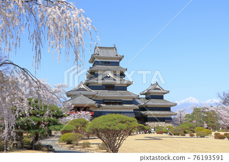 櫻花盛開的春天國寶松本城 櫻花盛開的春天國寶松本城 76193591