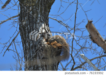 Exploration Ezoris 76193992