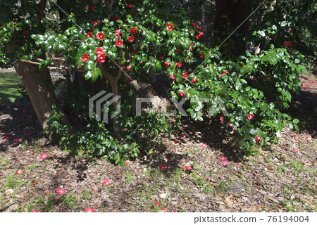 red camellia flower red camellia flower 76194004