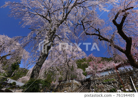 Kuonji Temple, Minobu, the head temple of the Nichiren sect, weeping cherry blossoms in Kitanobo Kuonji Temple, Minobu, the head temple of the Nichiren sect, weeping cherry blossoms in Kitanobo 76194405