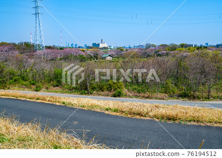 櫻莊公園荒川銀行的景色 櫻莊公園荒川銀行的景色 76194512