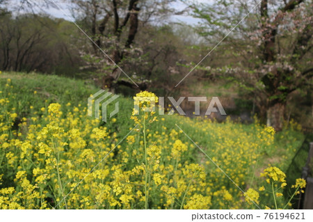 Rape blossoms Rape blossoms 76194621
