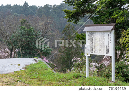 Nationally designated natural monument Magnolia stellata at the Magnolia stellata and marsh plant community in Komono Town, Mie Prefecture 76194689
