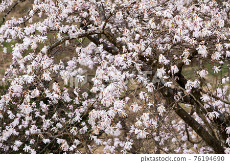 Nationally designated natural monument Magnolia stellata at the Magnolia stellata and marsh plant community in Komono Town, Mie Prefecture 76194690