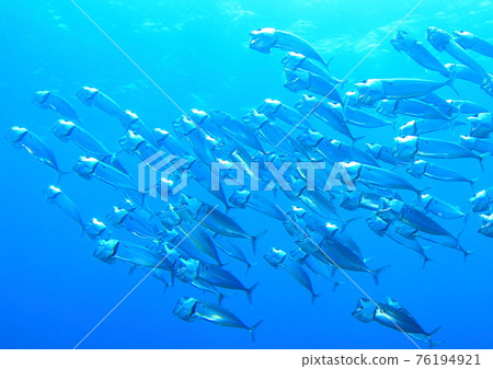 When I saw the predatory appearance of the Indian mackerel, the jaw came off ((laughs)) 76194921