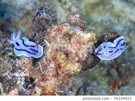 Tag of Nudibranch! 76194922