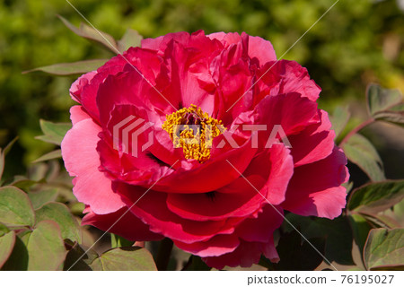 紅紅鈕扣花特寫 76195027