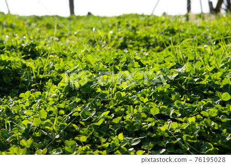 One side of the clover field One side of the clover field 76195028