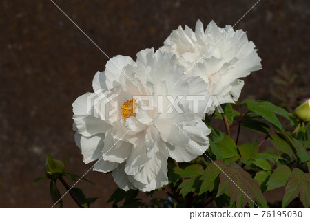 美麗的白牡丹花 76195030